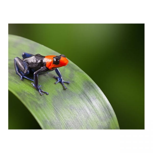 Ranitomeya benedicta “pampa hermosa“