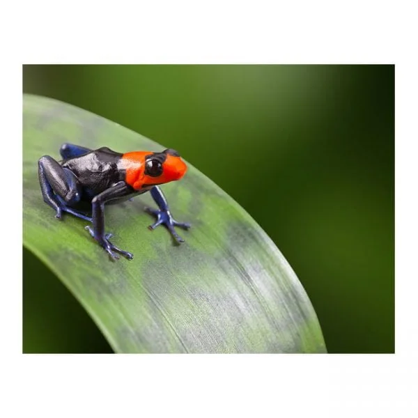 Ranitomeya benedicta “pampa hermosa“