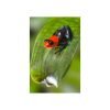 Ranitomeya benedicta “pampa hermosa“ - Afbeelding 3