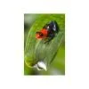 Ranitomeya benedicta “pampa hermosa“ - Afbeelding 3
