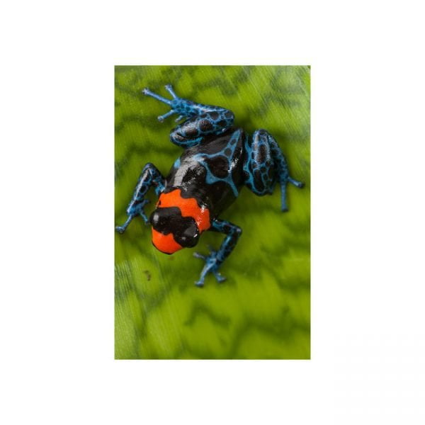 Ranitomeya benedicta “shucushuyaca “