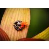Ranitomeya fantastica monte cristo - Afbeelding 2
