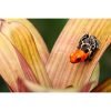 Ranitomeya fantastica monte cristo - Afbeelding 3
