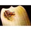 Ranitomeya fantastica reticulated - Afbeelding 3