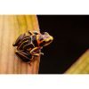 Ranitomeya fantastica reticulated - Afbeelding 2