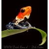 Ranitomeya fantastica true nominat (k) - Afbeelding 2