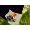 Ranitomeya fantastica true nominat (k) - Afbeelding 3