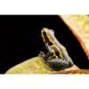 Ranitomeya imitator "baja huallaga" - Afbeelding 2