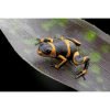Ranitomeya imitator “ geband” - Afbeelding 3