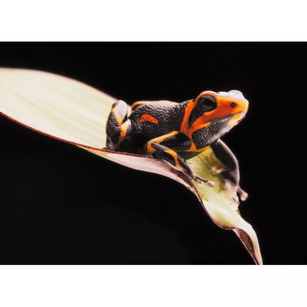 Ranitomeya imitator “ geband”