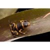 Ranitomeya imitator “ geband” - Afbeelding 2