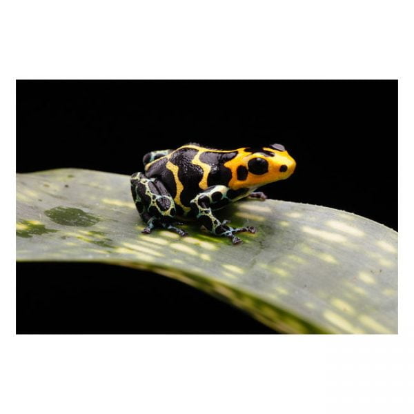 Ranitomeya imitator "chazuta"