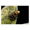 Ranitomeya imitator "chazuta" Import UE - Afbeelding 3
