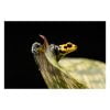 Ranitomeya imitator "chazuta" Import UE - Afbeelding 2
