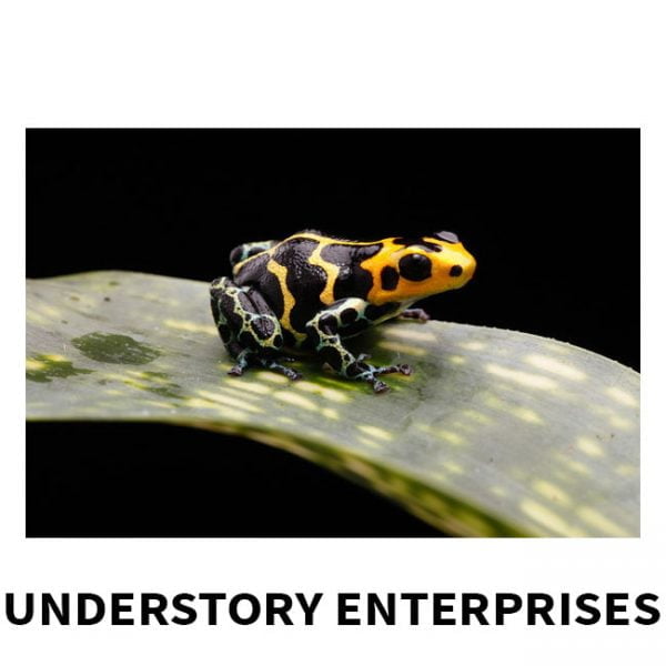 Ranitomeya imitator "chazuta" Import UE