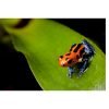 Ranitomeya imitator “varadero/jeberos “ - Afbeelding 2
