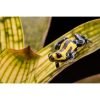 Ranitomeya lamasi  hoogland - Afbeelding 3