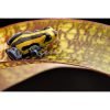 Ranitomeya lamasi  hoogland - Afbeelding 2