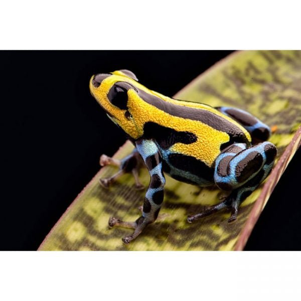 Ranitomeya lamasi  hoogland