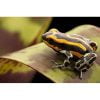 Ranitomeya sirensis pachitea - Afbeelding 2