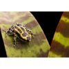 Ranitomeya sirensis pachitea - Afbeelding 3