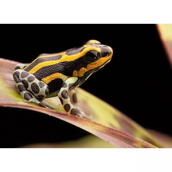 Ranitomeya sirensis pachitea