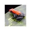 Ranitomeya reticulata Import UE - Afbeelding 3