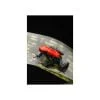 Ranitomeya reticulata Import UE - Afbeelding 2