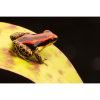 Ranitomeya uakarii golden legs - Afbeelding 2