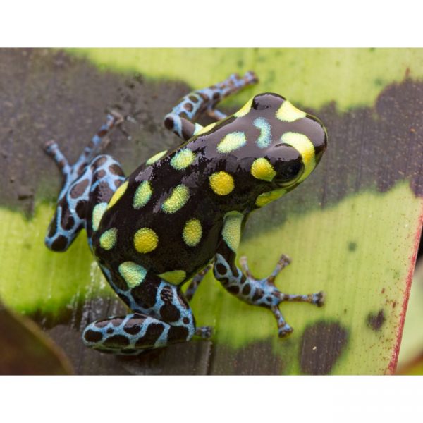 Ranitomeya vanzolinii