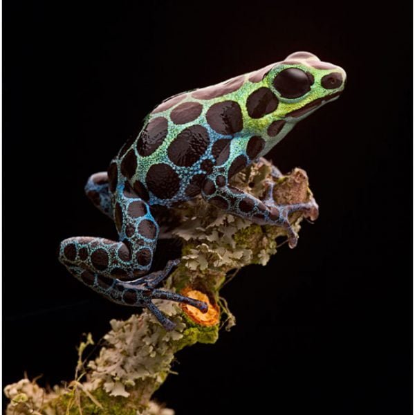 Ranitomeya variabilis (hoogland)