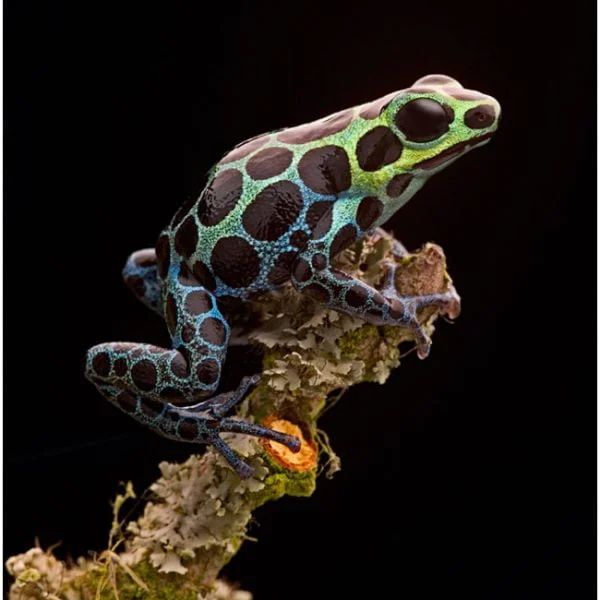 Ranitomeya variabilis (hoogland)