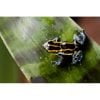 Ranitomeya ventrimaculatus Frans guyana , geel gestreept - Afbeelding 3