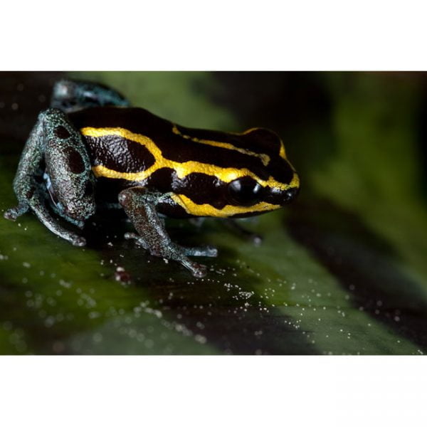 Ranitomeya ventrimaculatus Frans guyana , geel gestreept