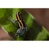 Ranitomeya ventrimaculatus Frans guyana , geel gestreept - Afbeelding 2
