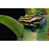 Ranitomeya ventrimaculatus Rodyll - Afbeelding 2