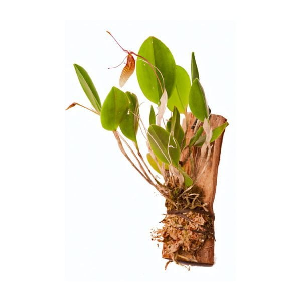 Restrepia trichiglossa