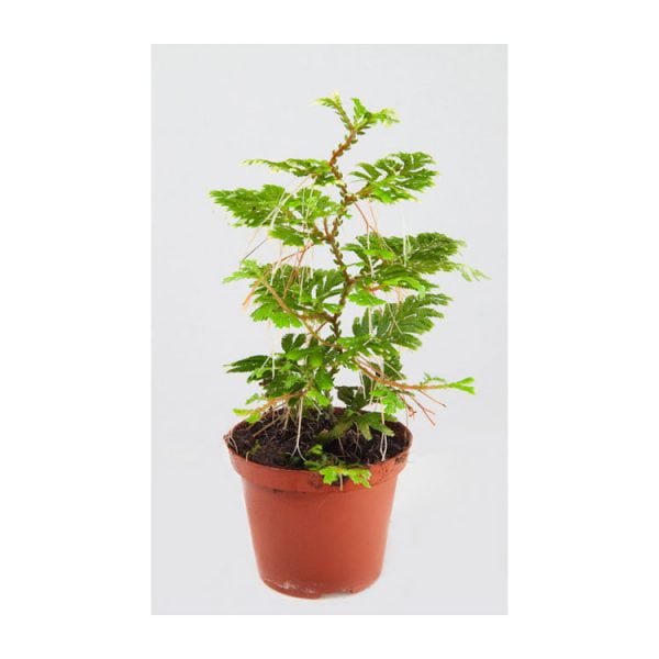 Selaginella spec. Suriname