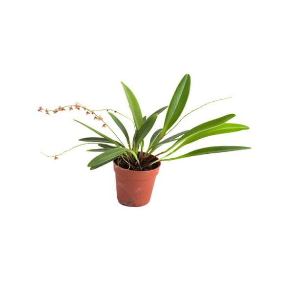 Stelis argentata