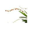 Stelis argentata - Afbeelding 2