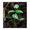 Synchonium wendlandii - Afbeelding 2