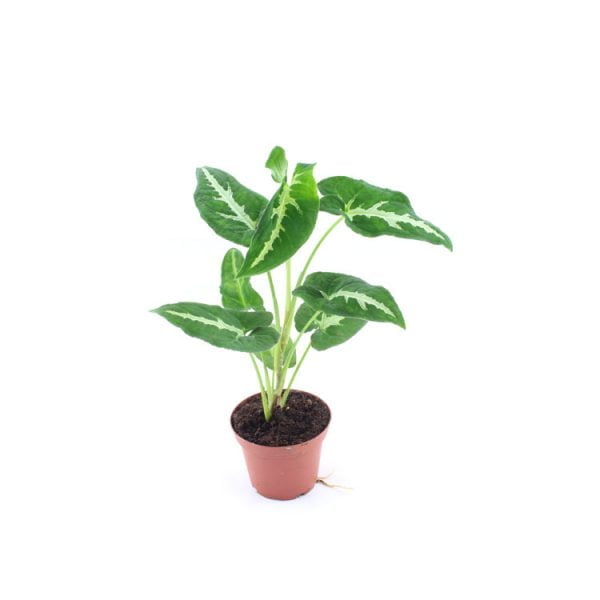 Synchonium wendlandii