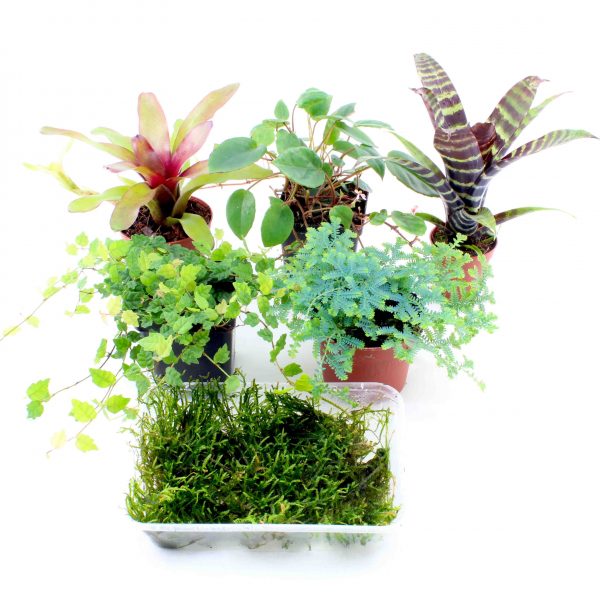 terrarienpflanzen set klein