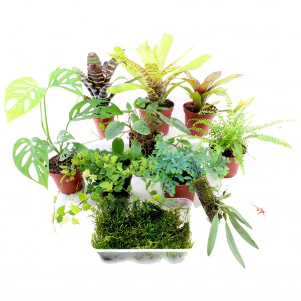 terrarienpflanzen set mittel