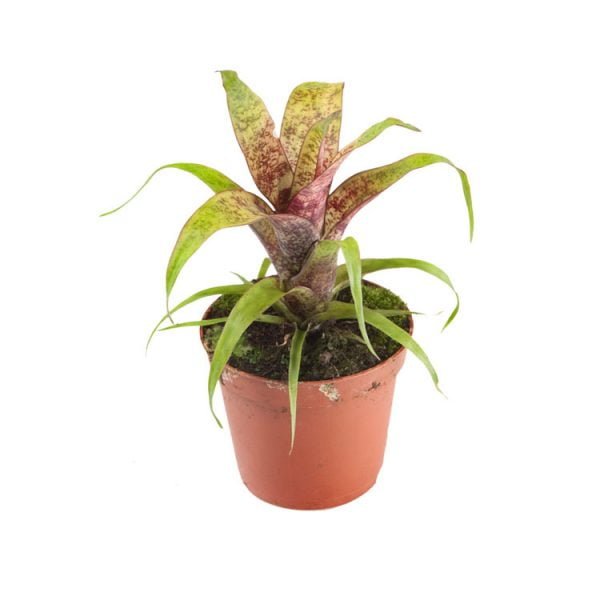 Vriesea fosteriana var.Seideliana (Red Chestnut)