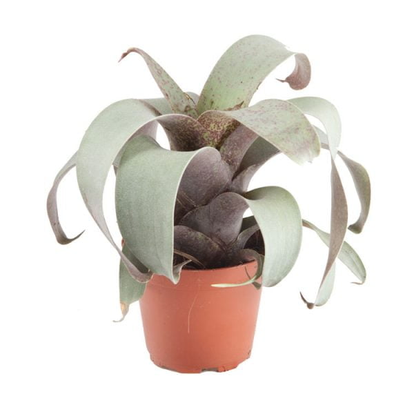 Vriesea Saundersii XL