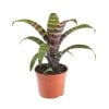 Vriesea Splendes Era - Afbeelding 2