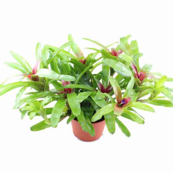 Neoregelia fireball xxl