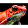 Oophaga pumilio “ Nicaragua blue jeans ” - Afbeelding 3
