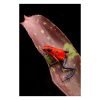 Oophaga pumilio “ Nicaragua blue jeans ” - Afbeelding 2